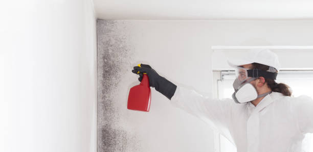 Best Toxic Mold Removal  in Southwood Acres, CT