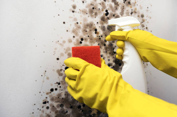 Best Same-Day Mold Removal  in Southwood Acres, CT