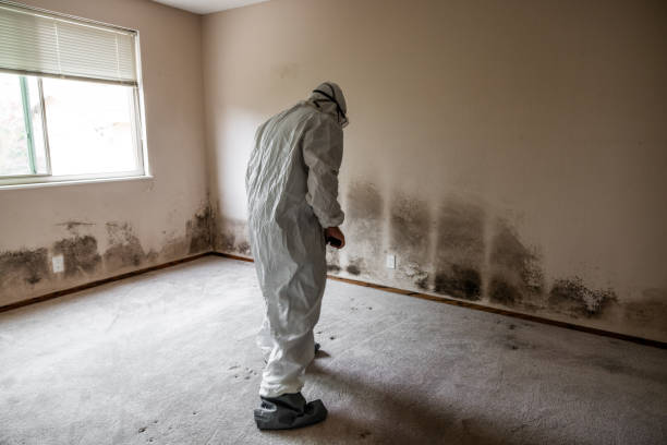 Best Mold Removal and Inspection  in Southwood Acres, CT
