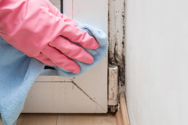 Best Mold Damage Repair  in Southwood Acres, CT